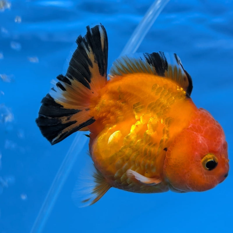 (DR-005) Thai Fancy Tiger Oranda 2.5" Female R3B06