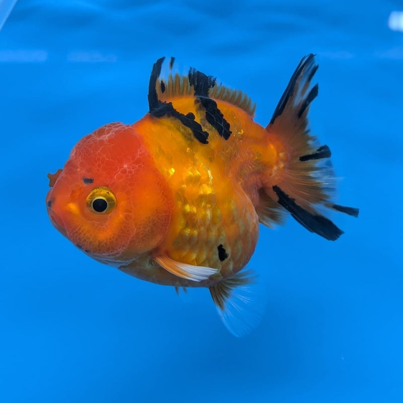 (DR-005) Thai Fancy Tiger Oranda 2.5" Female R3B06