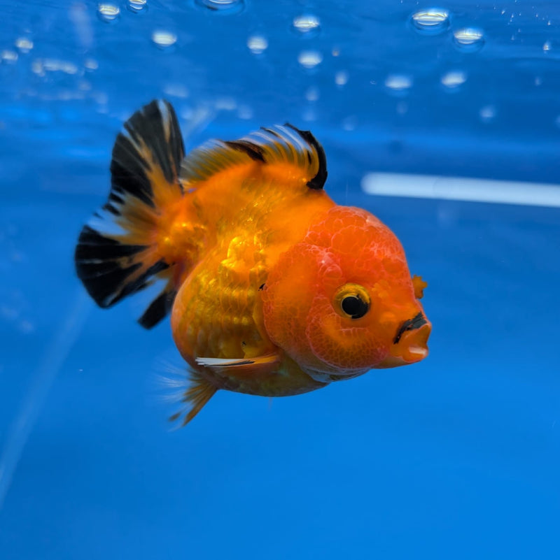 (DR-005) Thai Fancy Tiger Oranda 2.5" Female R3B06