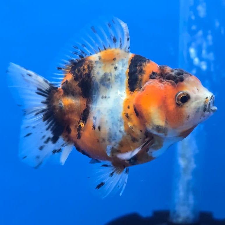 Thai Shogun Calico Oranda 2.5" Body Male A+ Grade(CK-562)R3A01