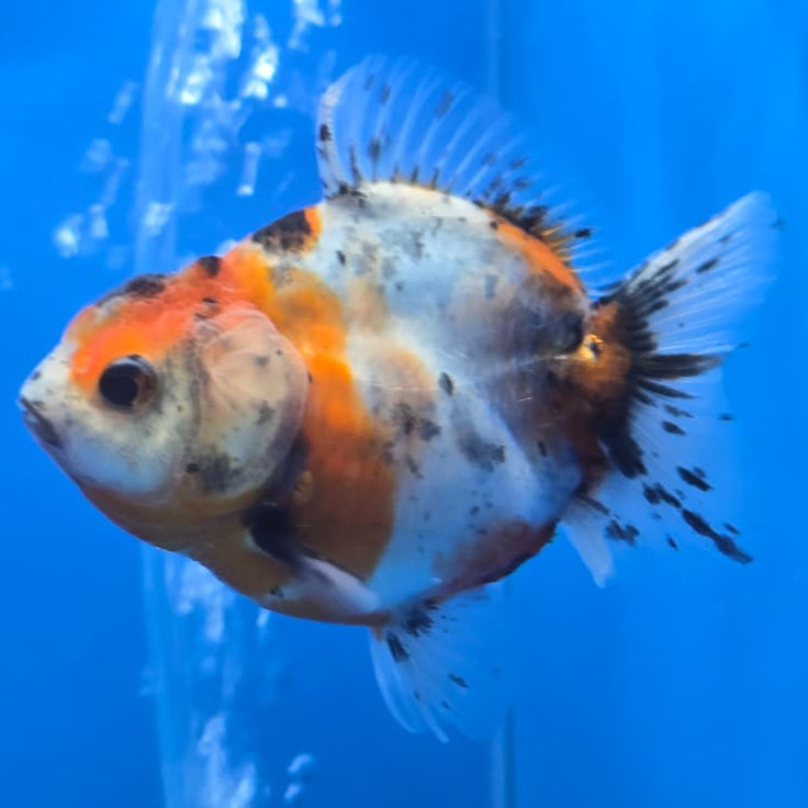 Thai Shogun Calico Oranda 2.5" Body Male A+ Grade(CK-562)R3A01