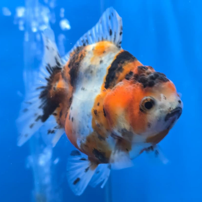 Thai Shogun Calico Oranda 2.5" Body Male A+ Grade(CK-562)R3A01