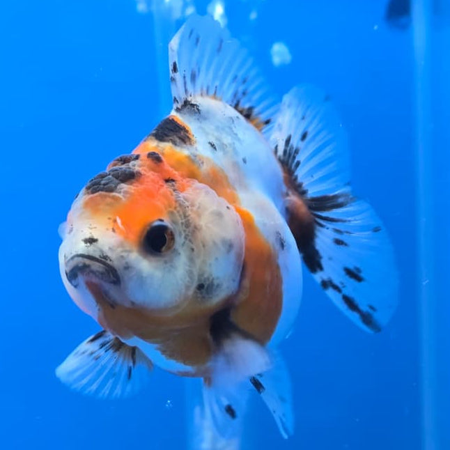 Thai Shogun Calico Oranda 2.5" Body Male A+ Grade(CK-562)R3A01