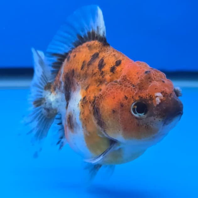 Thai Shogun Calico Oranda 2.5" Body Male A+ Grade(CK-565)R3A03