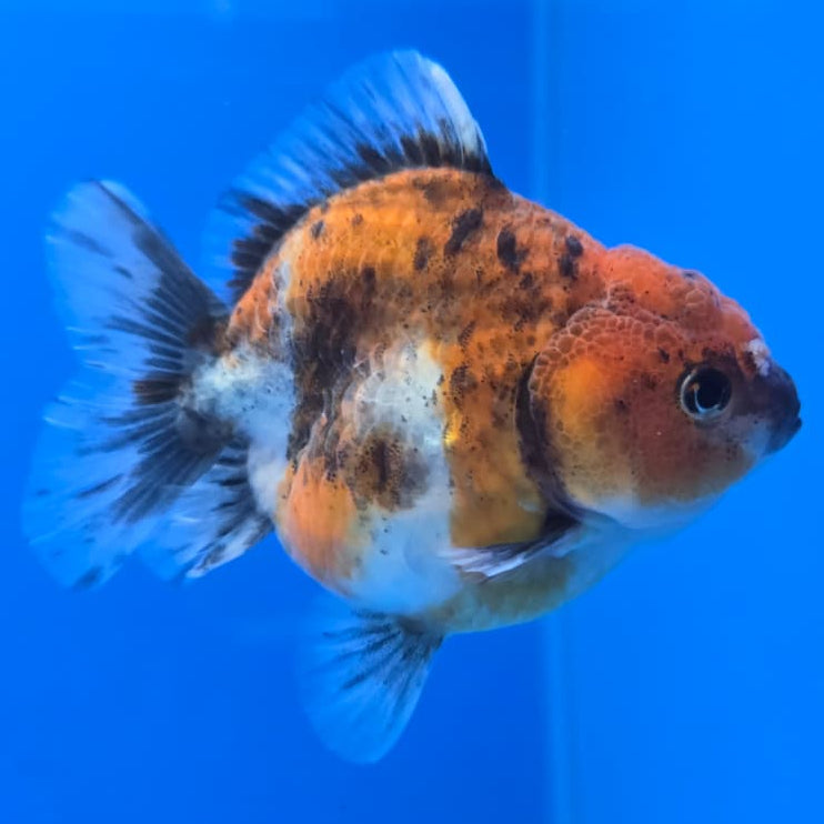 Thai Shogun Calico Oranda 2.5" Body Male A+ Grade(CK-565)R3A03