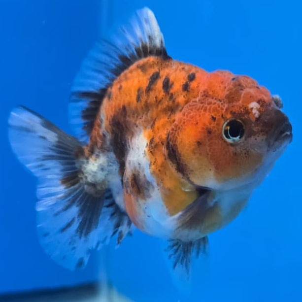 Thai Shogun Calico Oranda 2.5" Body Male A+ Grade(CK-565)R3A03