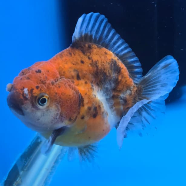Thai Shogun Calico Oranda 2.5" Body Male A+ Grade(CK-565)R3A03