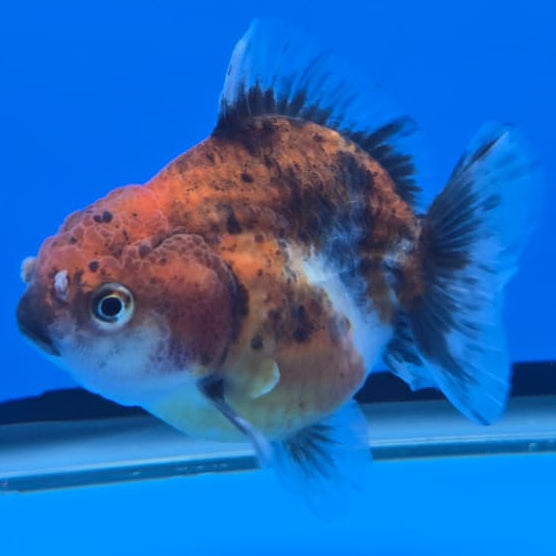 Thai Shogun Calico Oranda 2.5" Body Male A+ Grade(CK-565)R3A03