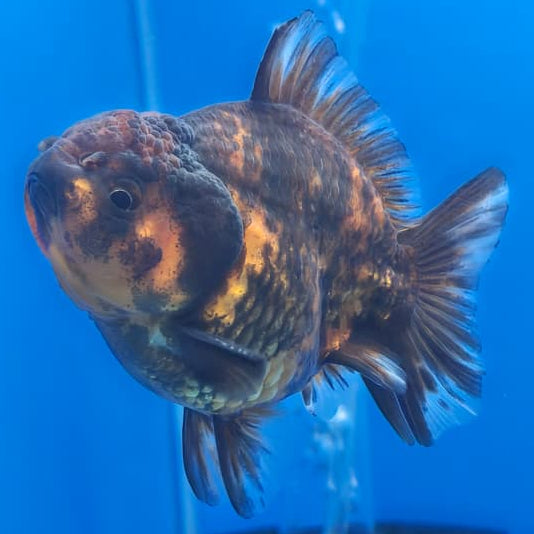 Thai Shogun Calico Oranda 2.5" Body Male A+ Grade(CK-567)R3A03