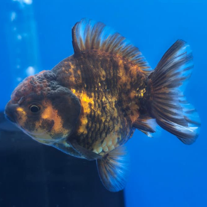 Thai Shogun Calico Oranda 2.5" Body Male A+ Grade(CK-567)R3A03