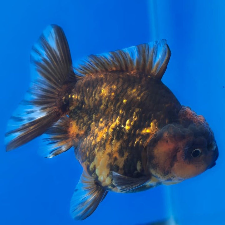 Thai Shogun Calico Oranda 2.5" Body Male A+ Grade(CK-567)R3A03