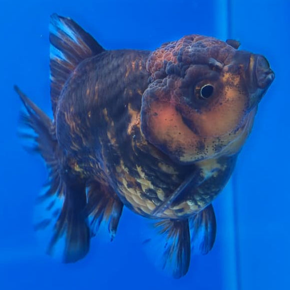 Thai Shogun Calico Oranda 2.5" Body Male A+ Grade(CK-567)R3A03