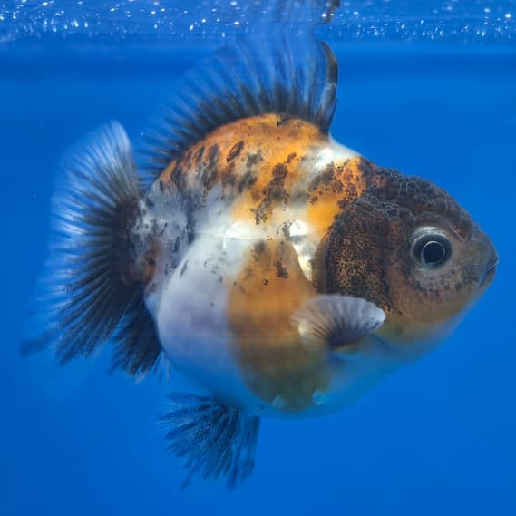 Thai Shogun Calico Oranda 2.5" Body Female A+ Grade(CK-568)R3B01