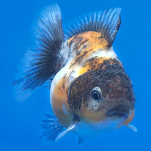 Thai Shogun Calico Oranda 2.5" Body Female A+ Grade(CK-568)R3B01