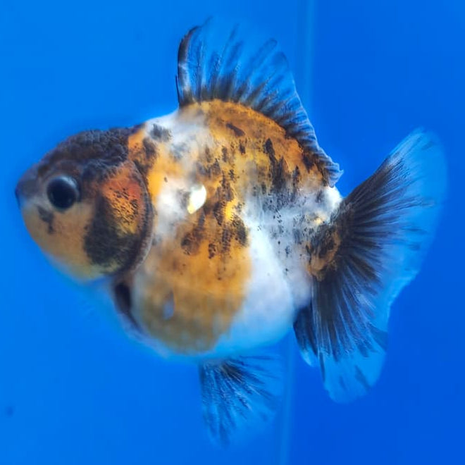 Thai Shogun Calico Oranda 2.5" Body Female A+ Grade(CK-568)R3B01