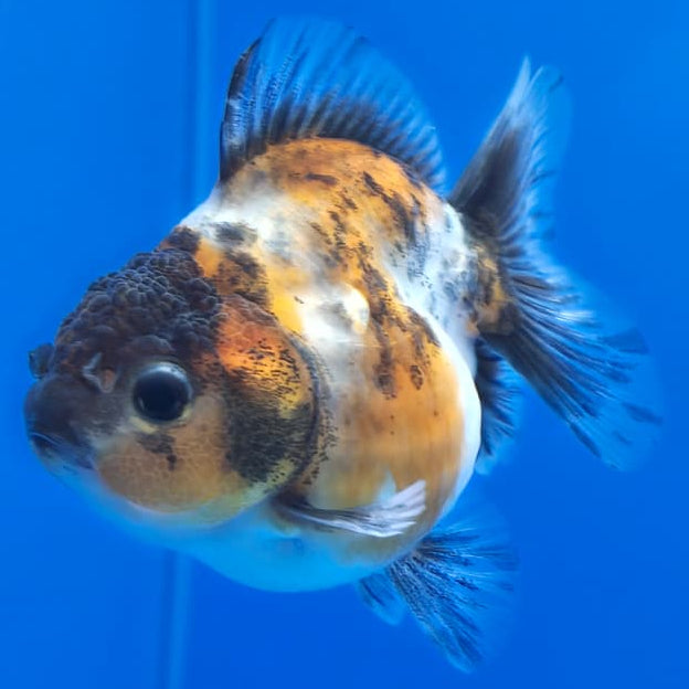 Thai Shogun Calico Oranda 2.5" Body Female A+ Grade(CK-568)R3B01