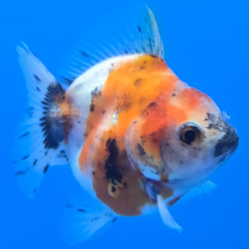 Thai Shogun Calico Oranda 2.5" Body Male A+ Grade(CK-571)R3B01