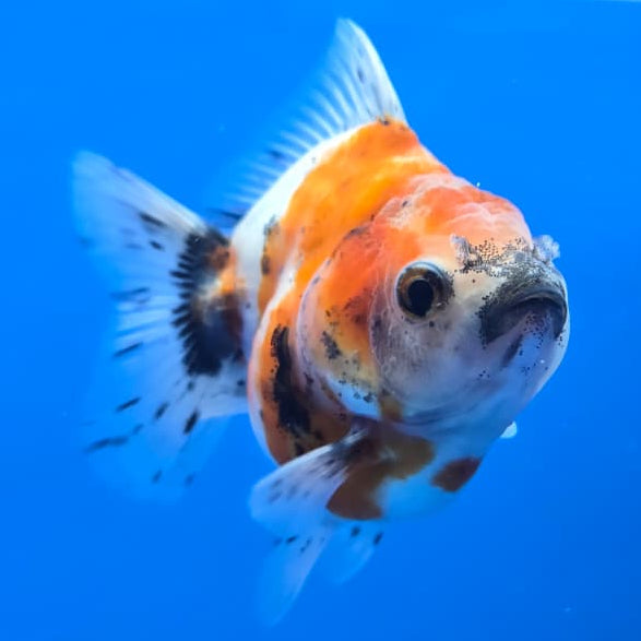 Thai Shogun Calico Oranda 2.5" Body Male A+ Grade(CK-571)R3B01