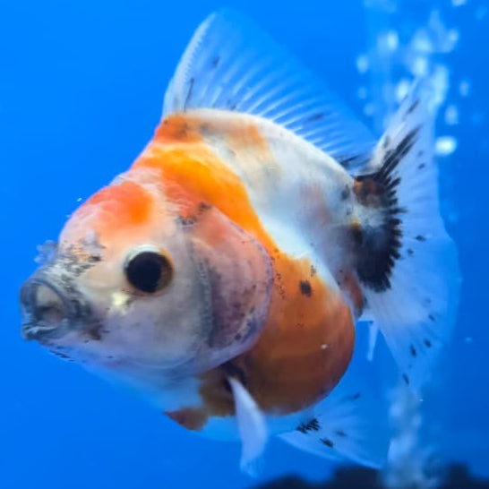Thai Shogun Calico Oranda 2.5" Body Male A+ Grade(CK-571)R3B01