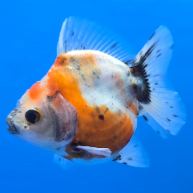 Thai Shogun Calico Oranda 2.5" Body Male A+ Grade(CK-571)R3B01