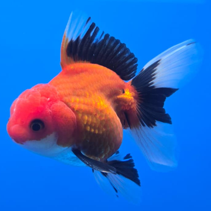 Thai Oranda Apache 3" Body Male (CK-573)R3A05