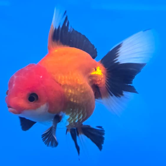 Thai Oranda Apache 3" Body Male (CK-573)R3A05