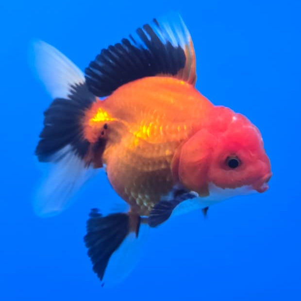 Thai Oranda Apache 3" Body Male (CK-573)R3A05