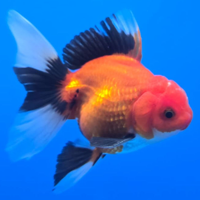 Thai Oranda Apache 3" Body Male (CK-573)R3A05