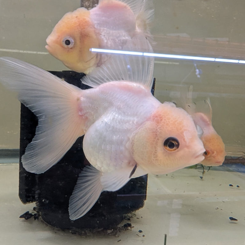 Fancy 2.5 White Peach (DR-101) R3A13