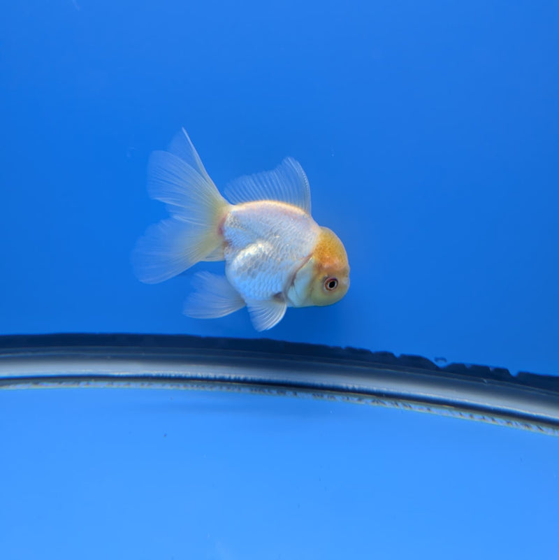 Fancy 2.5 White Peach (DR-102) R3A13