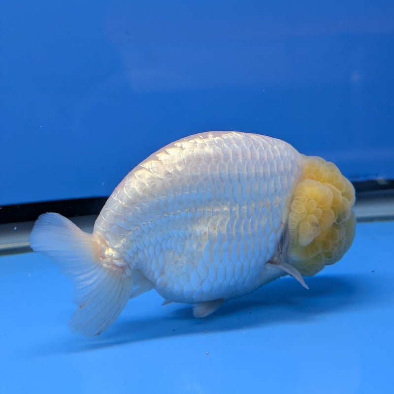Thai White Ranchu 4.00 inch Body Male (QGF-DR-009)R1B10