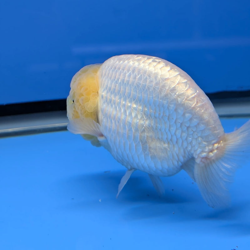 Thai White Ranchu 4.00 inch Body Male (QGF-DR-009)R1B10