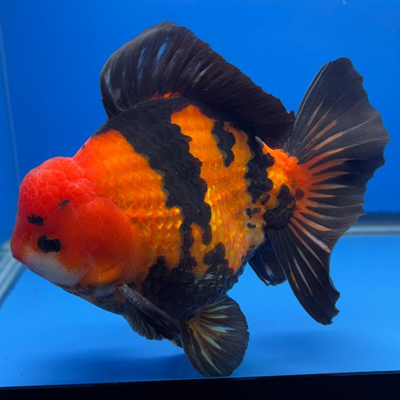 Thai JUMBO Oranda Apache 5.5" Body Male (CRP-CK-574)BLUETUB2