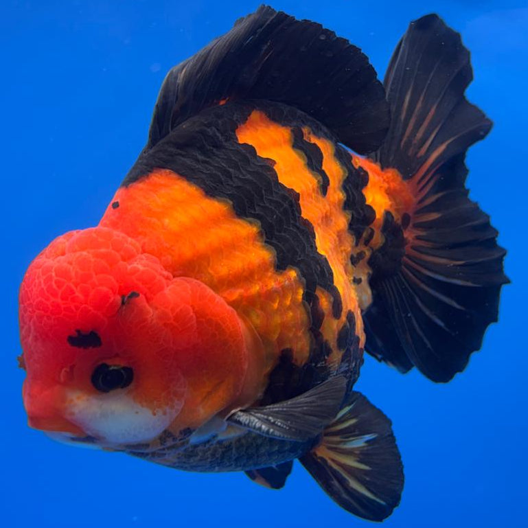 Thai JUMBO Oranda Apache 5.5" Body Male (CRP-CK-574)BLUETUB2