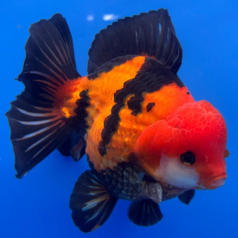 Thai JUMBO Oranda Apache 5.5" Body Male (CRP-CK-574)BLUETUB2
