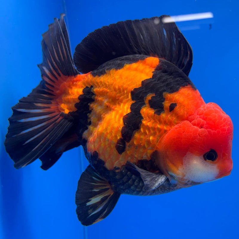 Thai JUMBO Oranda Apache 5.5" Body Male (CRP-CK-574)BLUETUB2