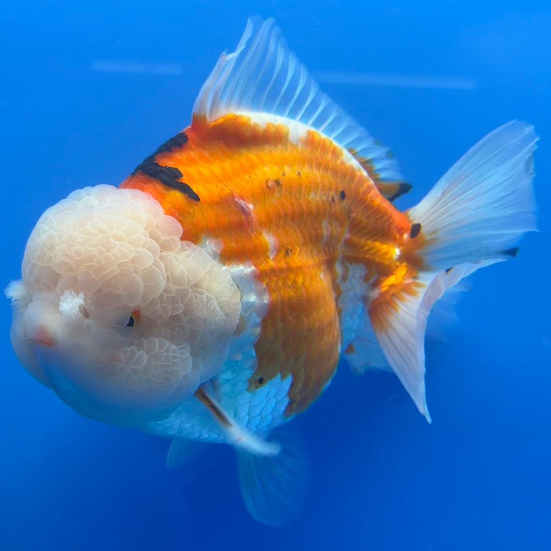 Thai JUMBO Oranda LemonHead PolkaDot 5.5" Body Male (CRP-CK-575)BLUETUB2
