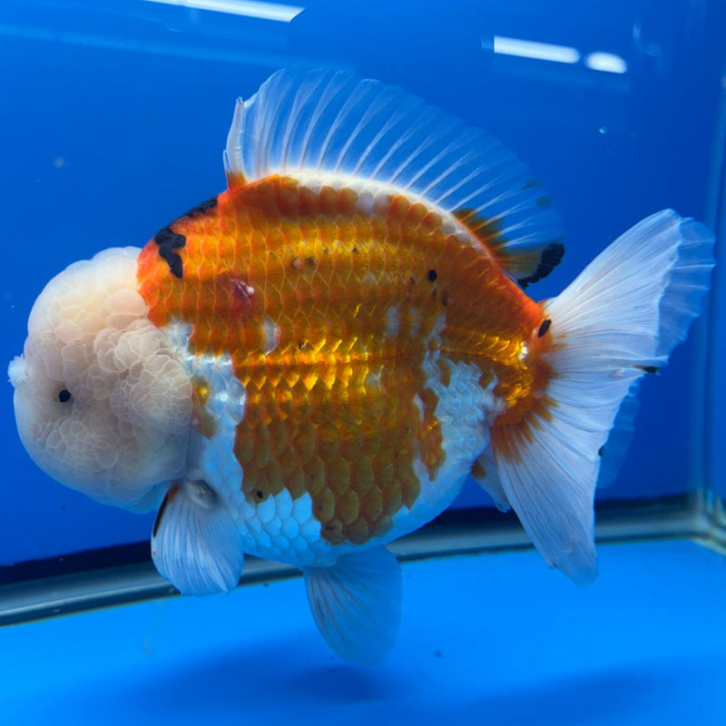 Thai JUMBO Oranda LemonHead PolkaDot 5.5" Body Male (CRP-CK-575)BLUETUB2