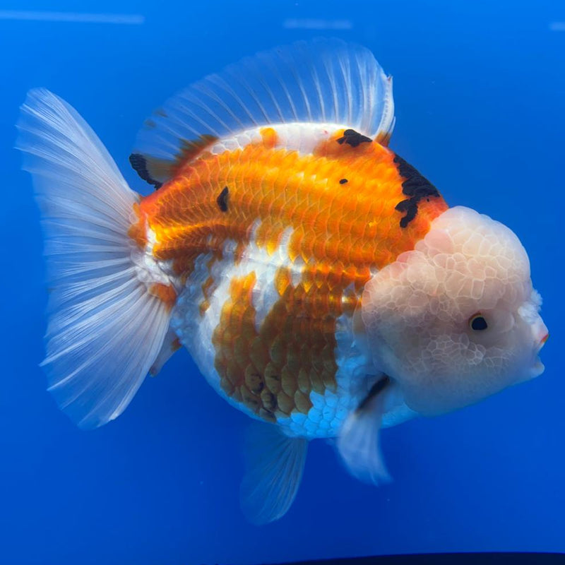 Thai JUMBO Oranda LemonHead PolkaDot 5.5" Body Male (CRP-CK-575)BLUETUB2