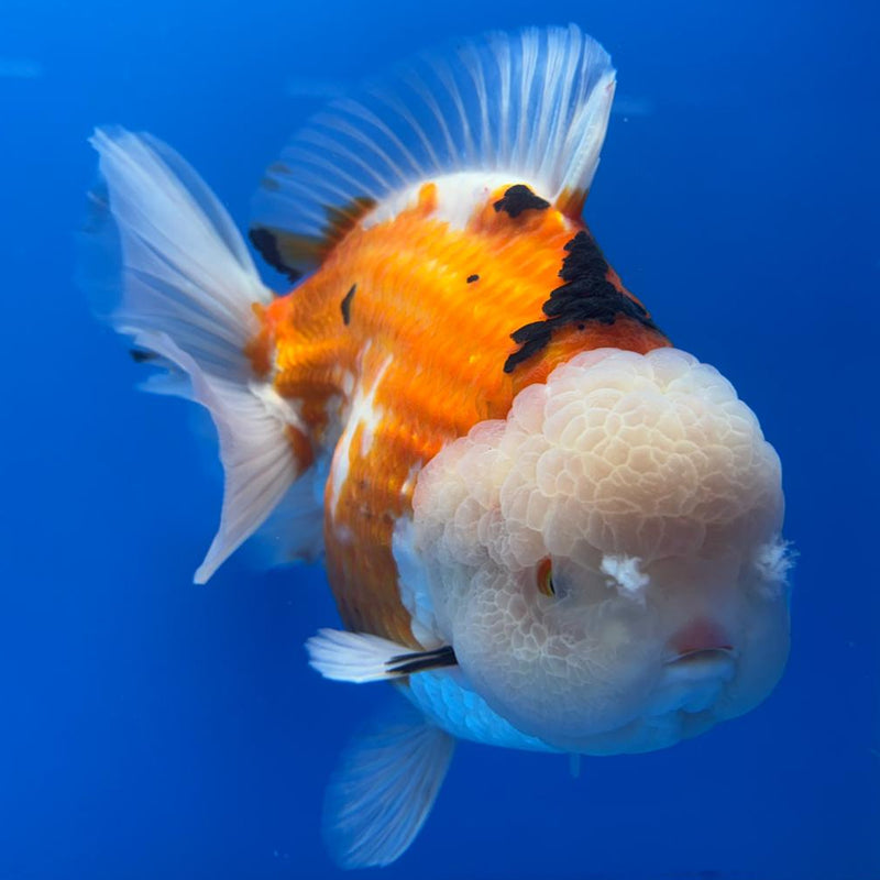 Thai JUMBO Oranda LemonHead PolkaDot 5.5" Body Male (CRP-CK-575)BLUETUB2