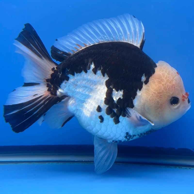 Thai JUMBO Oranda Panda 5.5" Body Male (CRP-CK-576)BLUETUB2