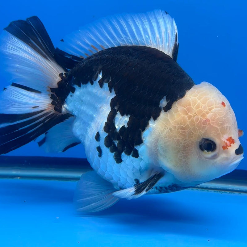 Thai JUMBO Oranda Panda 5.5" Body Male (CRP-CK-576)BLUETUB2