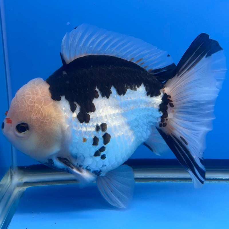 Thai JUMBO Oranda Panda 5.5" Body Male (CRP-CK-576)BLUETUB2