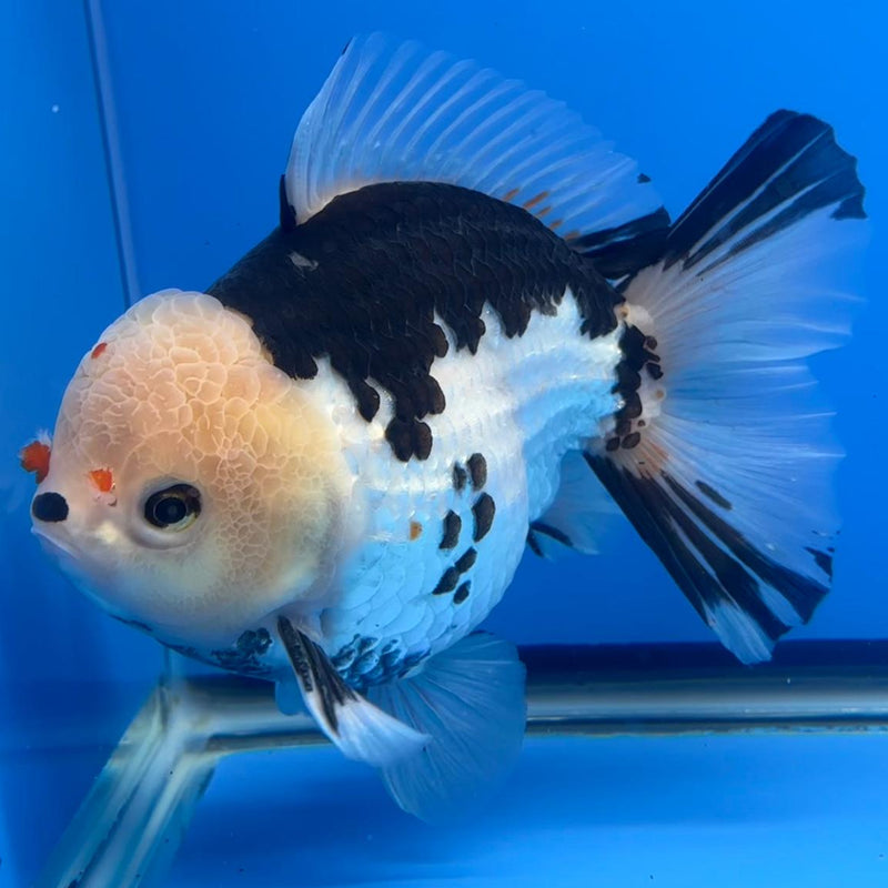 Thai JUMBO Oranda Panda 5.5" Body Male (CRP-CK-576)BLUETUB2
