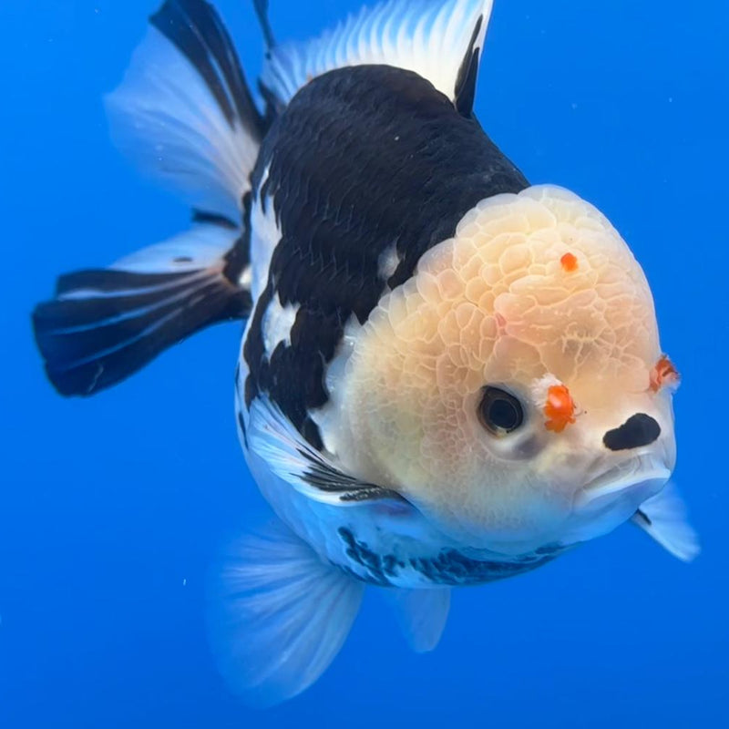 Thai JUMBO Oranda Panda 5.5" Body Male (CRP-CK-576)BLUETUB2