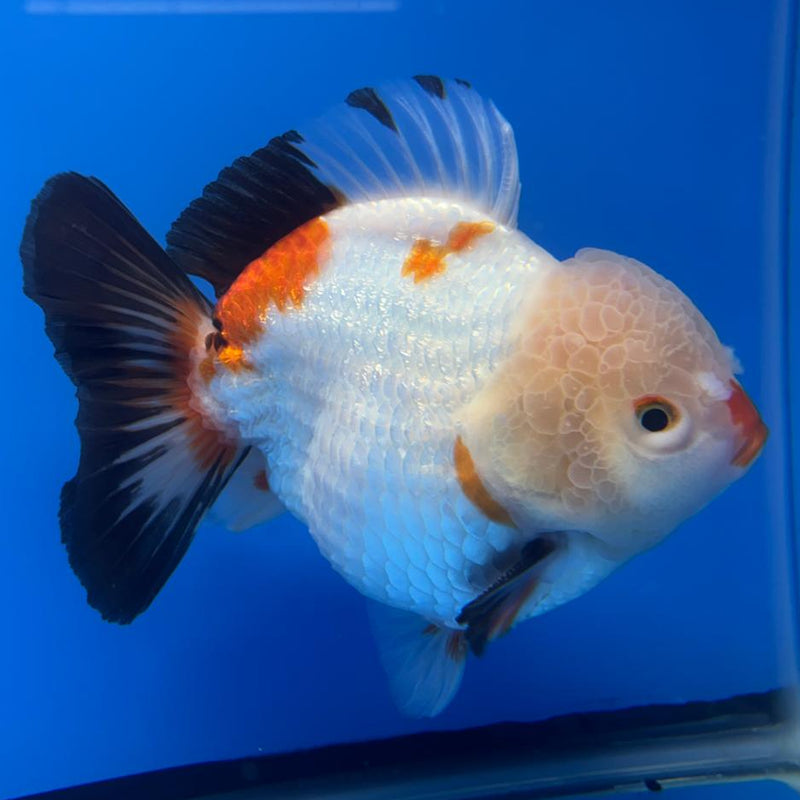 Thai JUMBO Oranda LemonHead 5.5" Body Male (CRP-CK-577)BLUETUB2