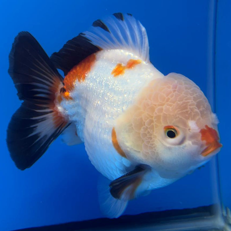 Thai JUMBO Oranda LemonHead 5.5" Body Male (CRP-CK-577)BLUETUB2