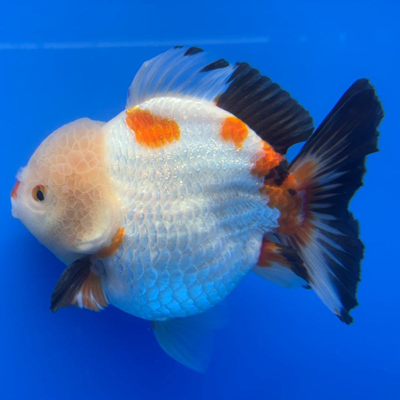 Thai JUMBO Oranda LemonHead 5.5" Body Male (CRP-CK-577)BLUETUB2