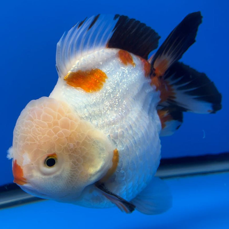 Thai JUMBO Oranda LemonHead 5.5" Body Male (CRP-CK-577)BLUETUB2
