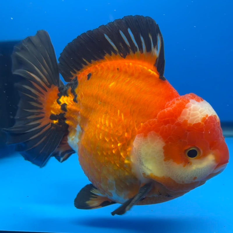 Thai JUMBO Oranda Apache 5.5" Body Male (CRP-CK-579)BLUETUB2